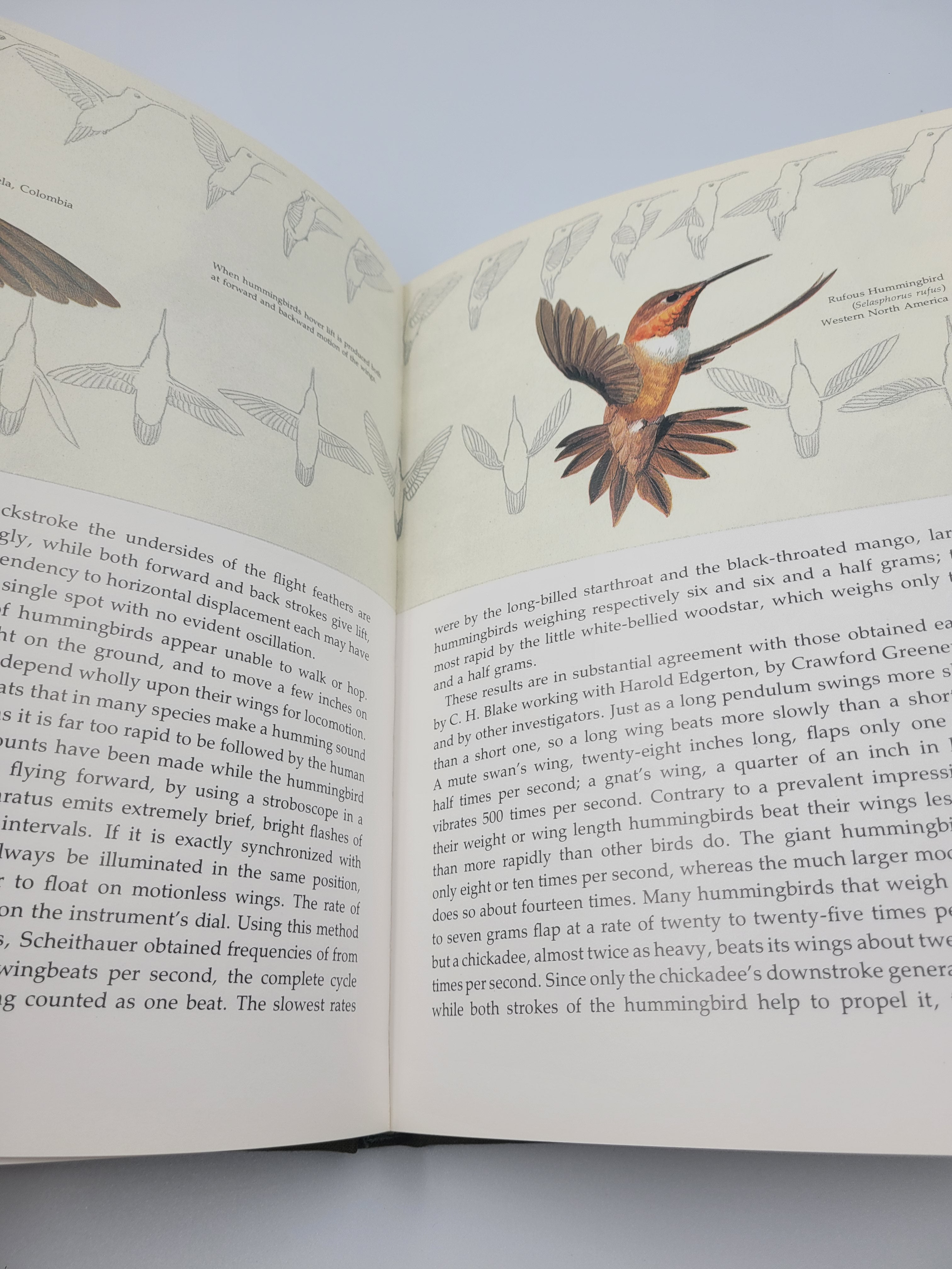 The Life of the Hummingbird – 1973 Hardcover Illustrated by Arthur B. Singer