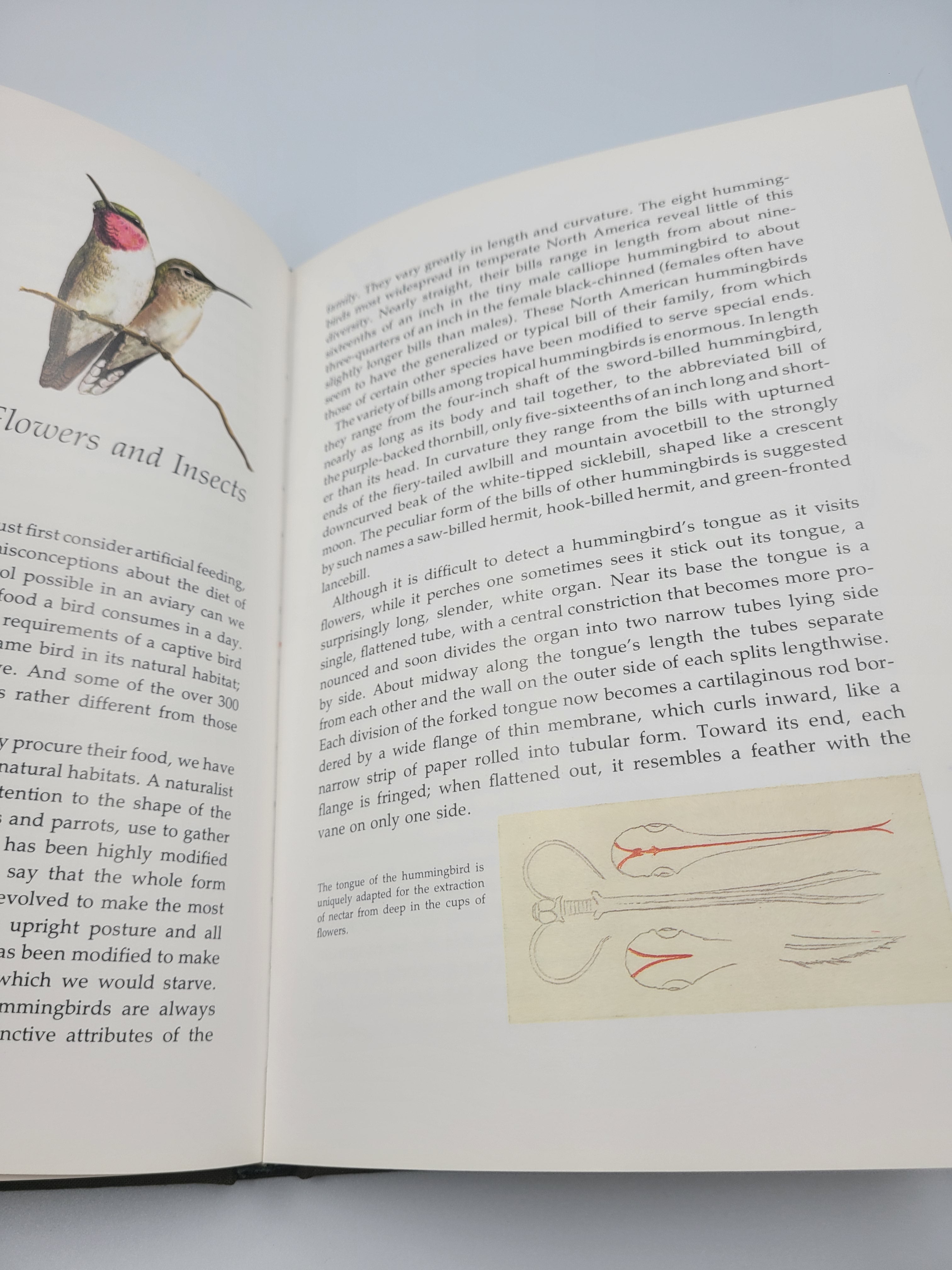 The Life of the Hummingbird – 1973 Hardcover Illustrated by Arthur B. Singer
