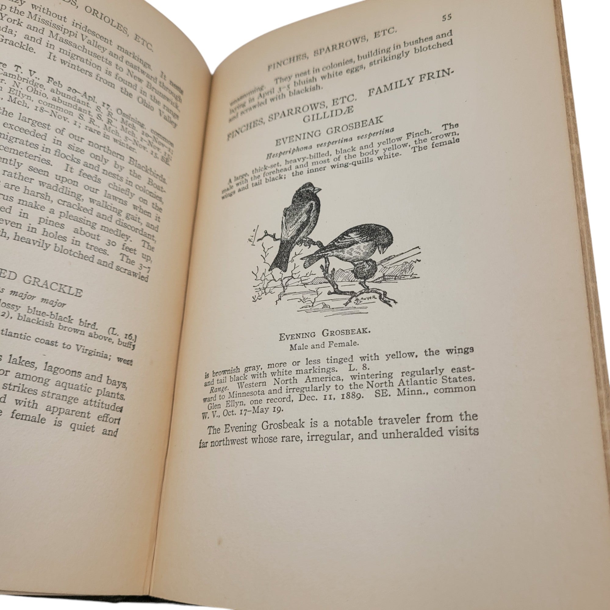 What Bird Is That? by Frank M. Chapman – 1927 Antique Ornithology Guide – Illustrated Hardcover