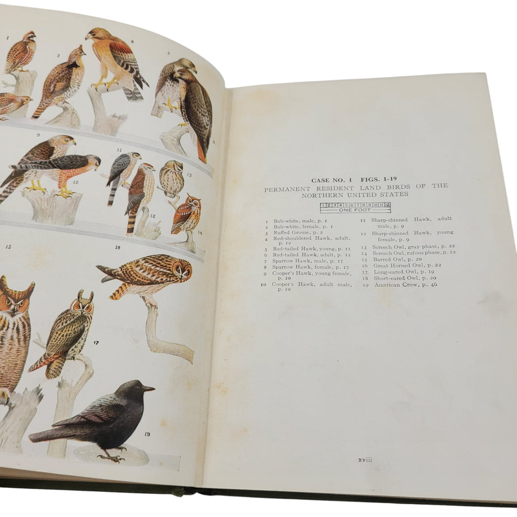 What Bird Is That? by Frank M. Chapman – 1927 Antique Ornithology Guide – Illustrated Hardcover