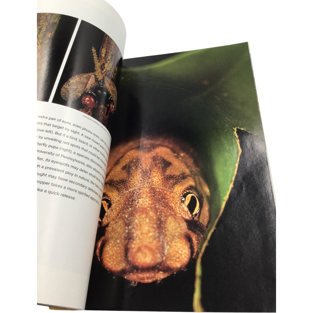 National Geographic Magazine August 2009 – Yellowstone Supervolcano, Venice, Salmon, Camel Beauty Queens