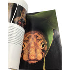 National Geographic Magazine August 2009 – Yellowstone Supervolcano, Venice, Salmon, Camel Beauty Queens