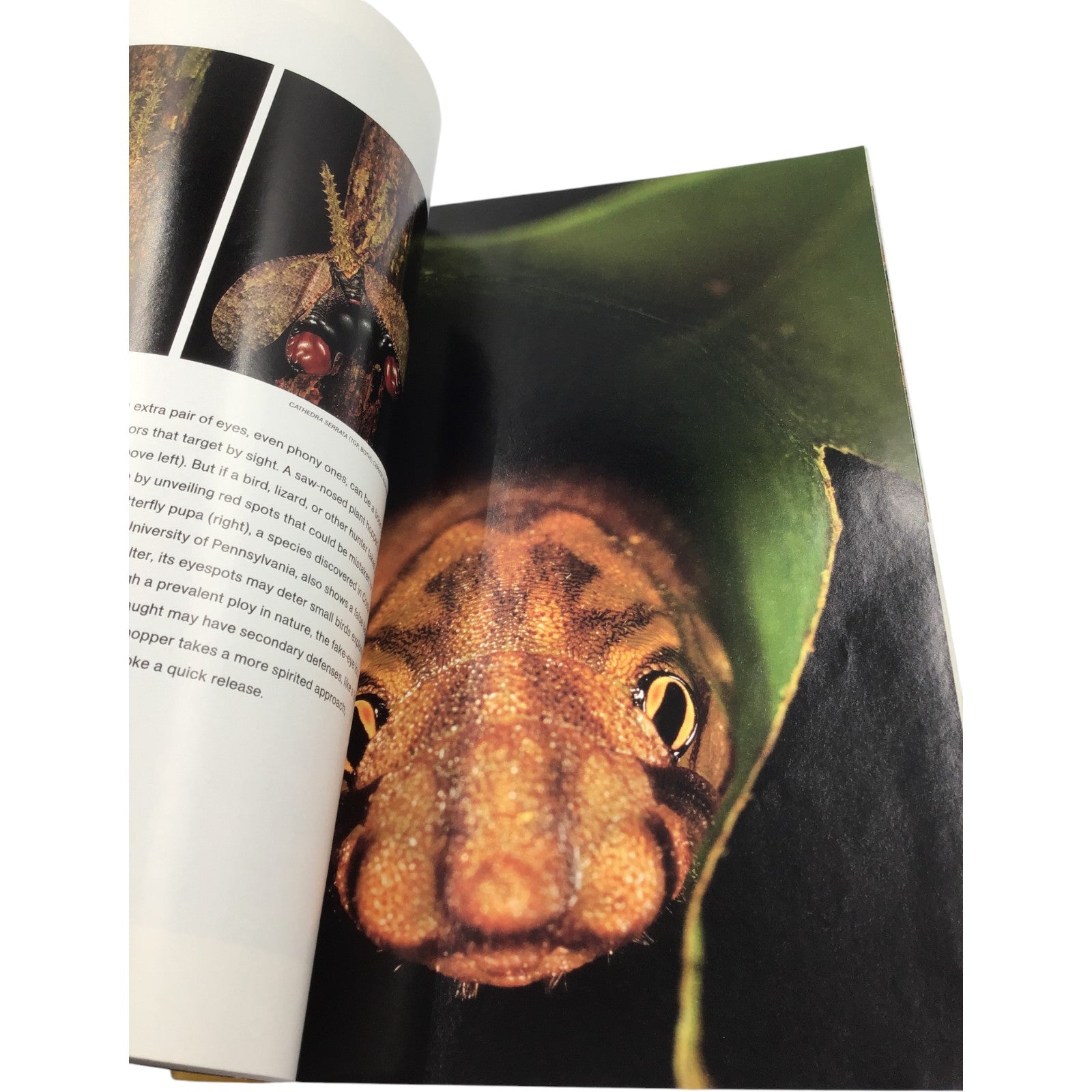 National Geographic Magazine August 2009 – Yellowstone Supervolcano, Venice, Salmon, Camel Beauty Queens
