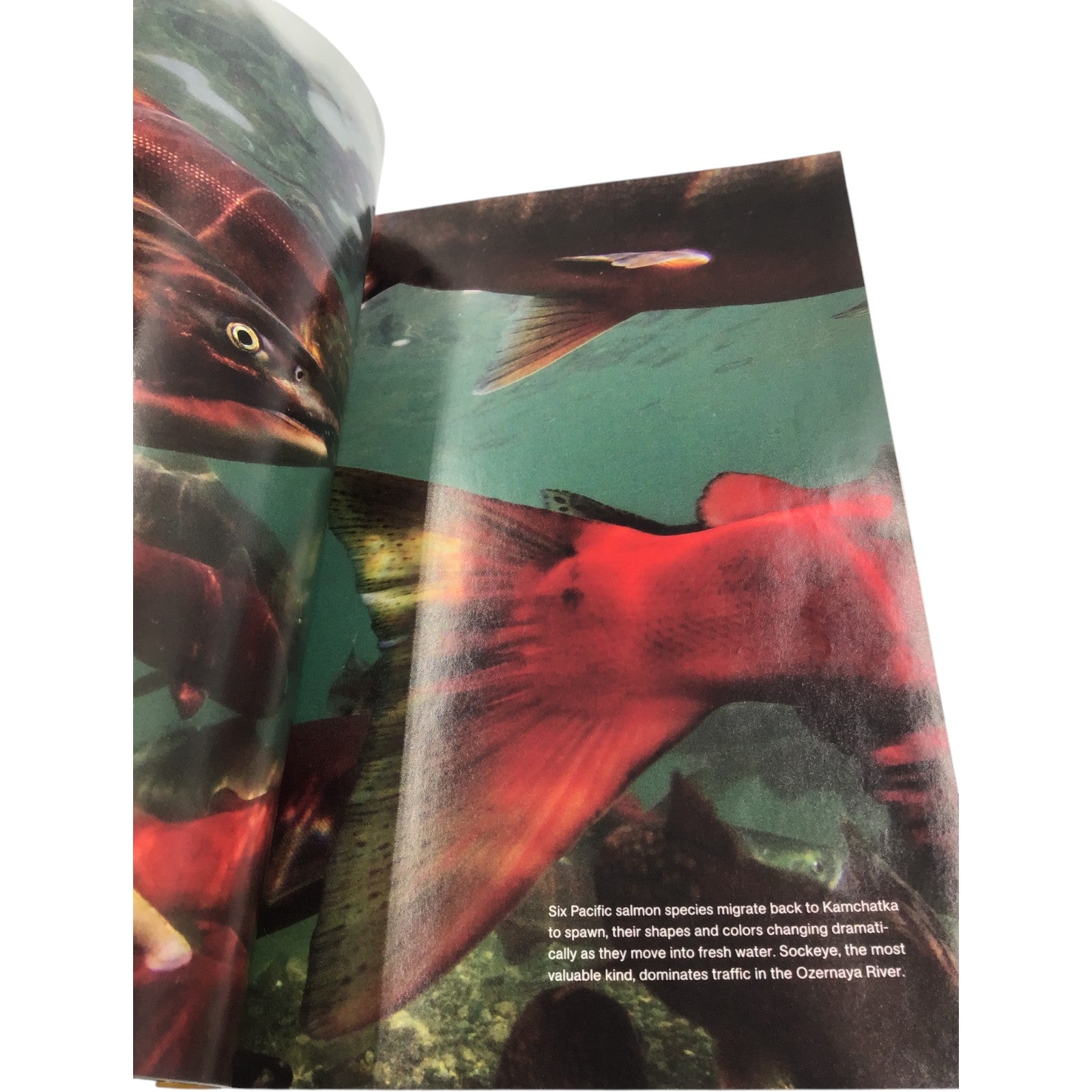 National Geographic Magazine August 2009 – Yellowstone Supervolcano, Venice, Salmon, Camel Beauty Queens