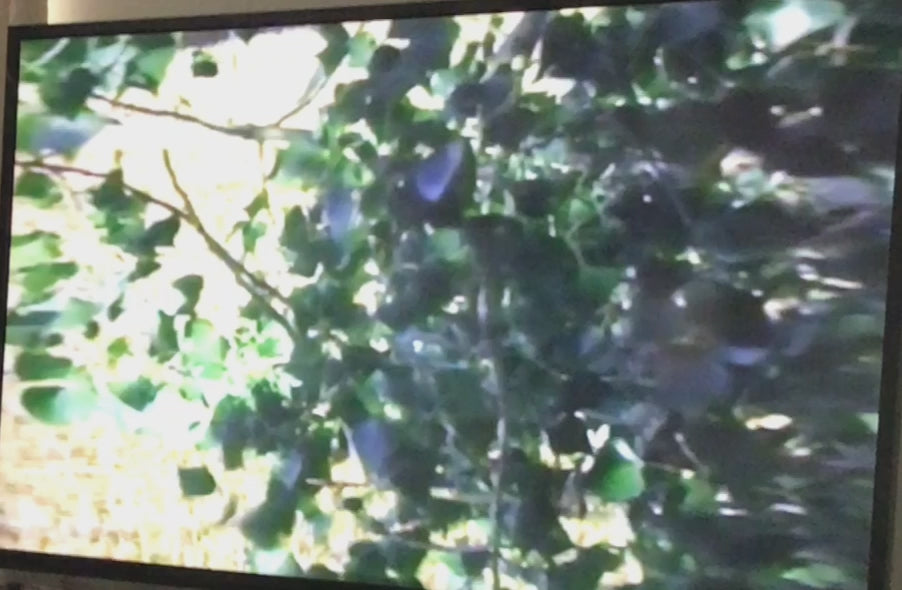Monster Bucks V Volume 2 VHS – Realtree Outdoors Whitetail Deer Hunting – Tested